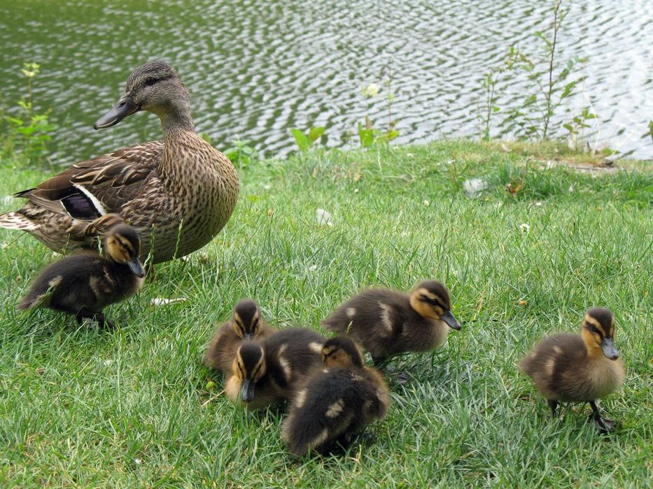 Tiny Ducks