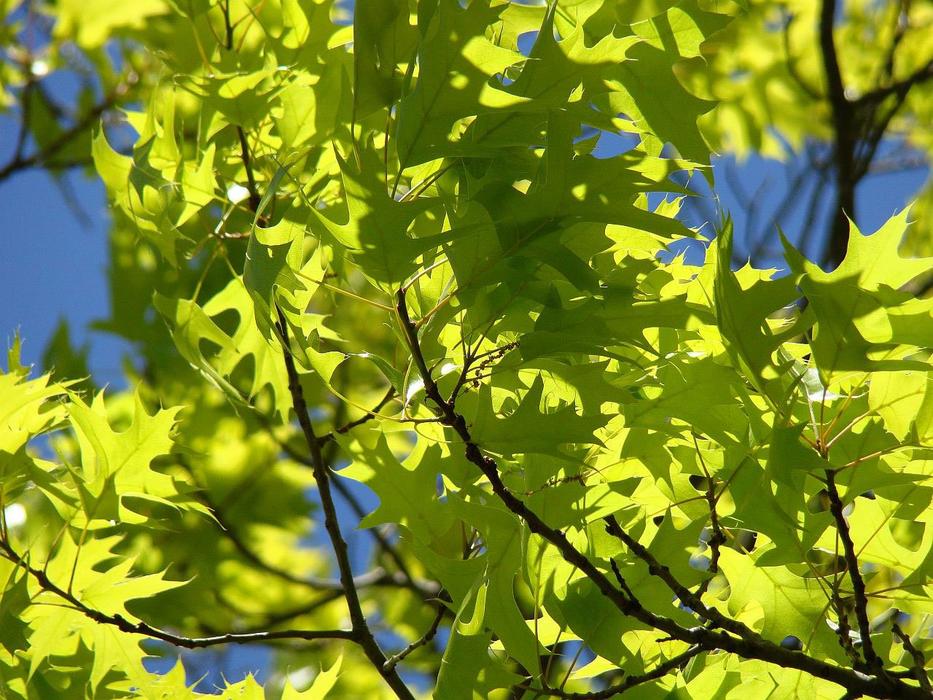 goodly Branch Tree Spring