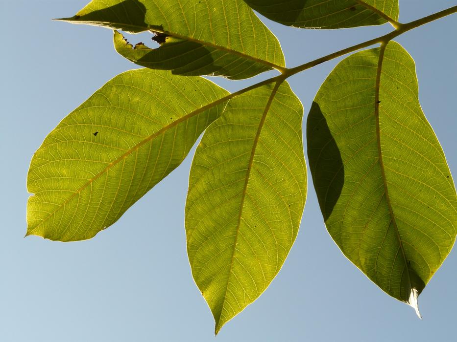 Leaf Walnut