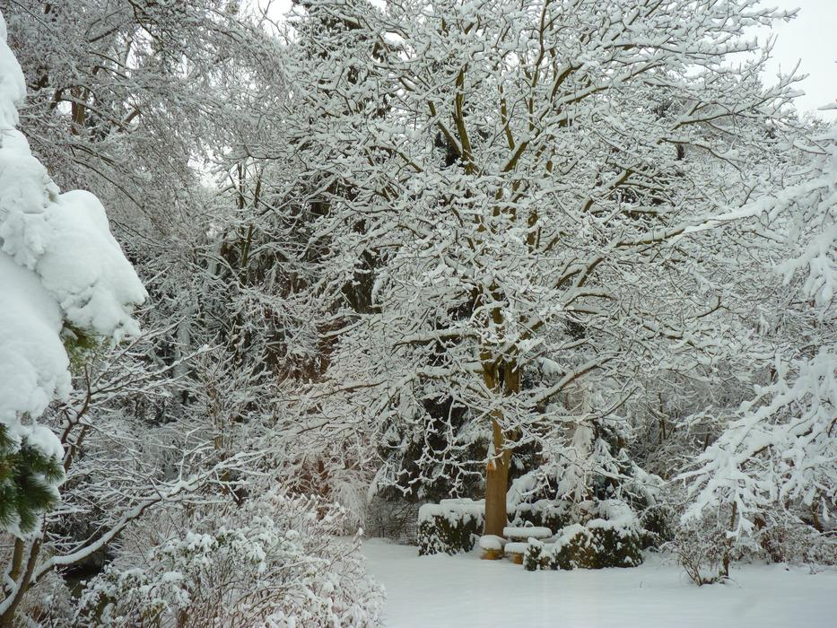 Winter Cold forest