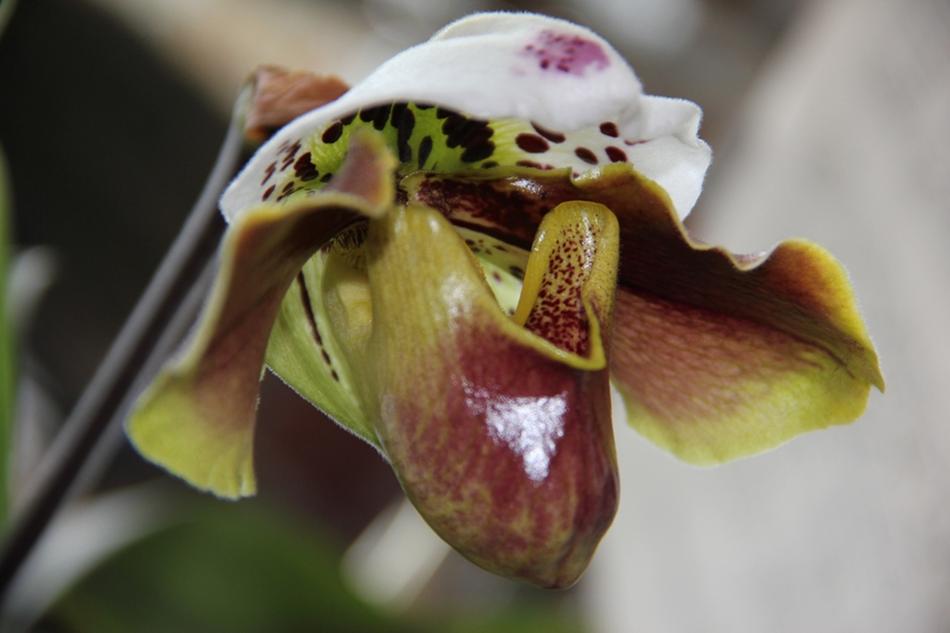 absolutely beautiful Orchid Flower