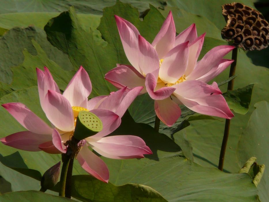 pink yellow Lotus Blossom