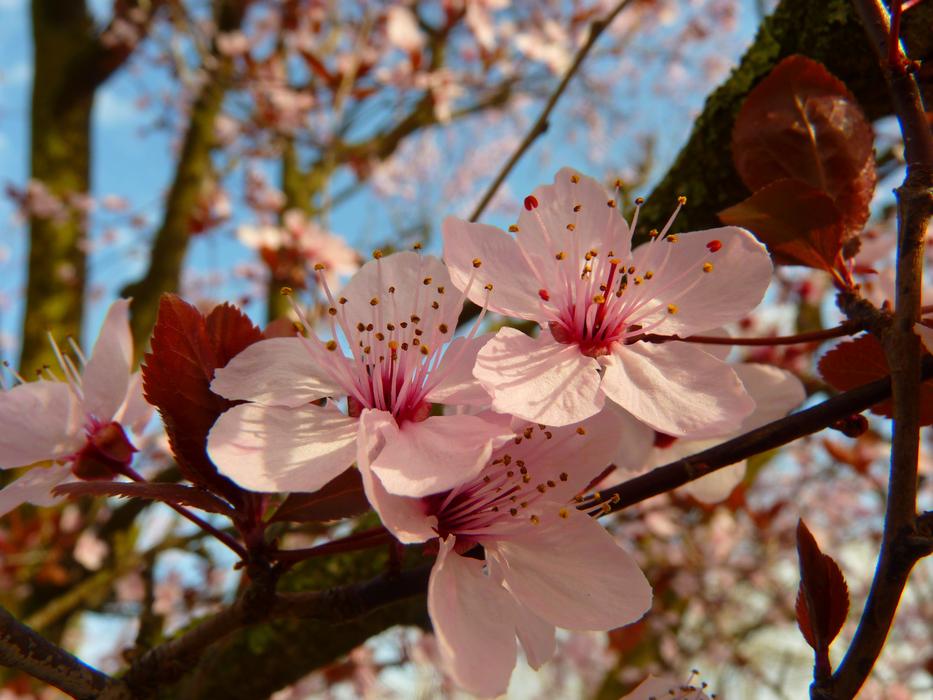 magnificent Almond Blossom
