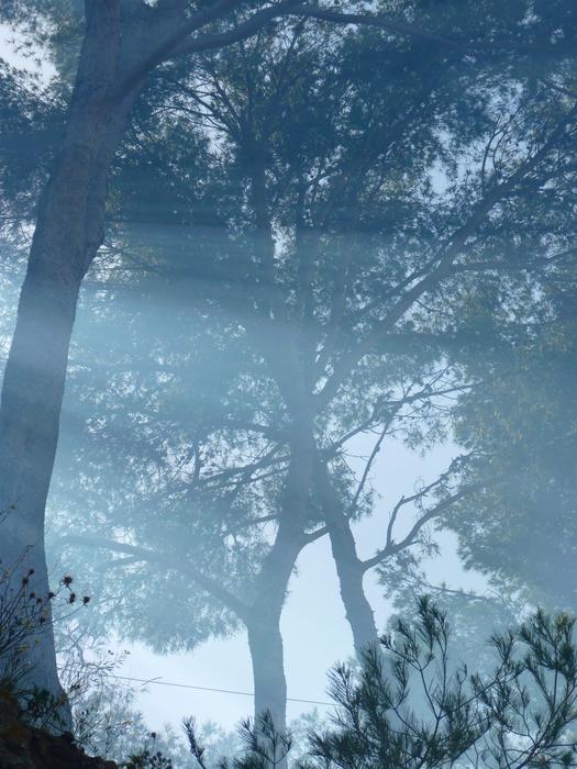 photo of trees in dense fog