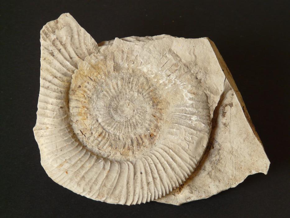 petrified snail on a black background