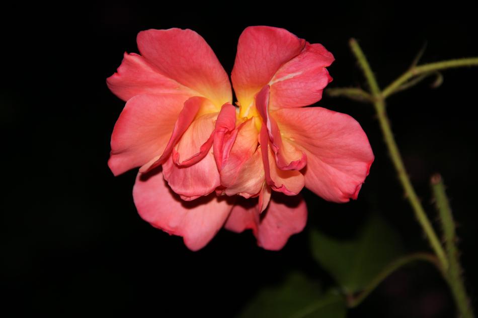 Night Rose Blossom