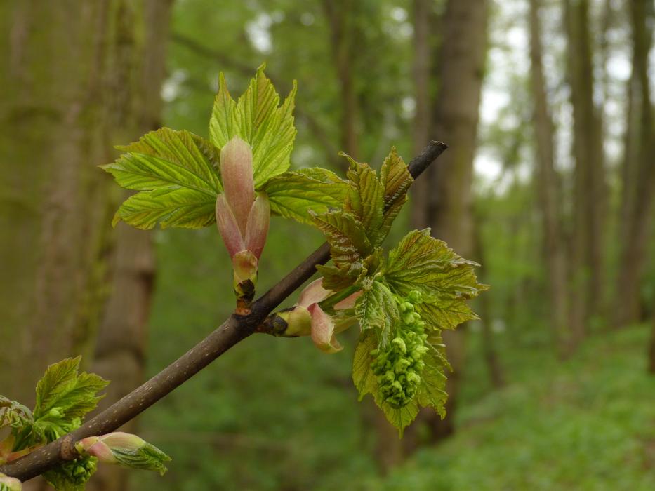 Bud Fresh Green