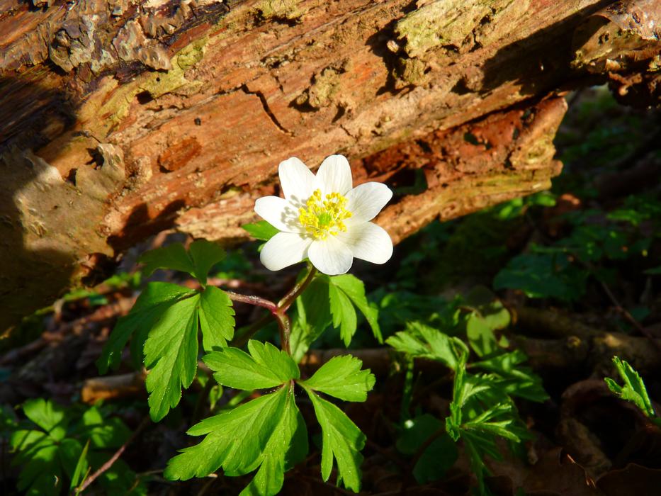 extraordinarily beautiful Wood Anemone Flower