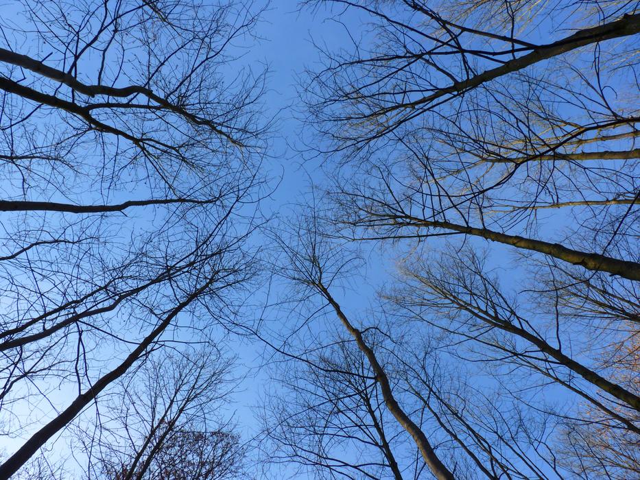 trees in spring