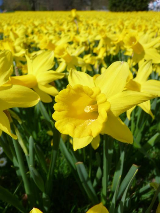 unusually beautiful Daffodils