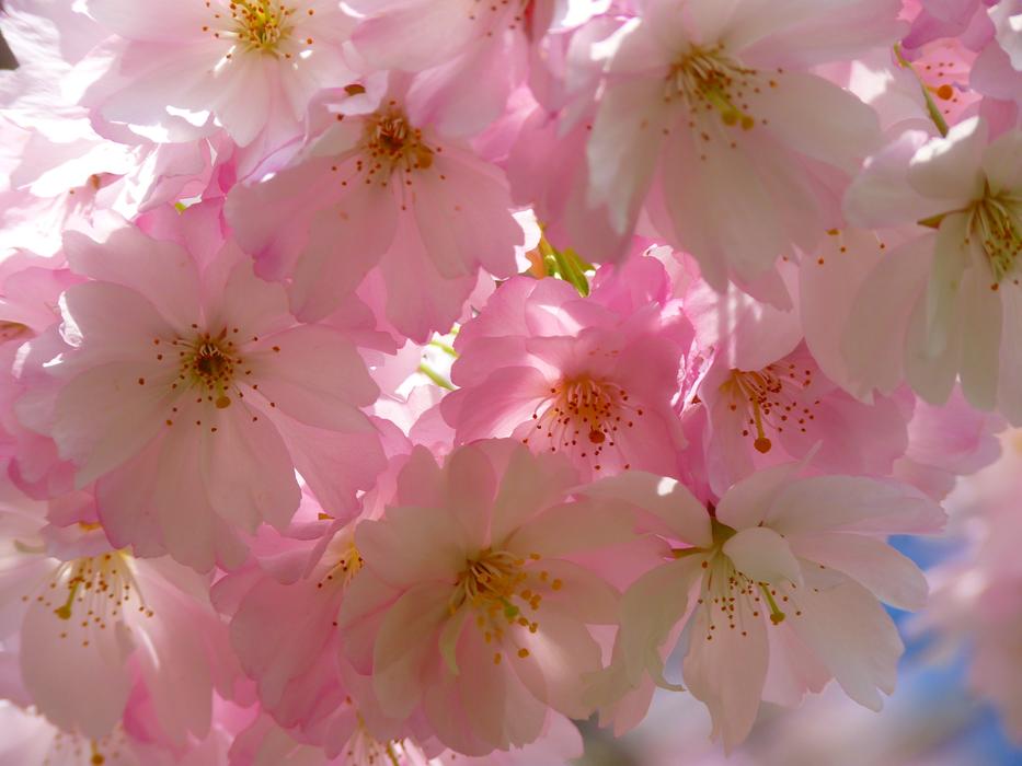 ravishing Japanese Cherry