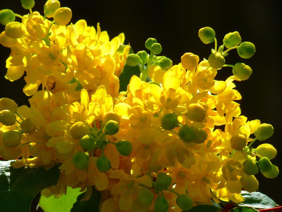 blossoms of mahonia at sunlight, macro