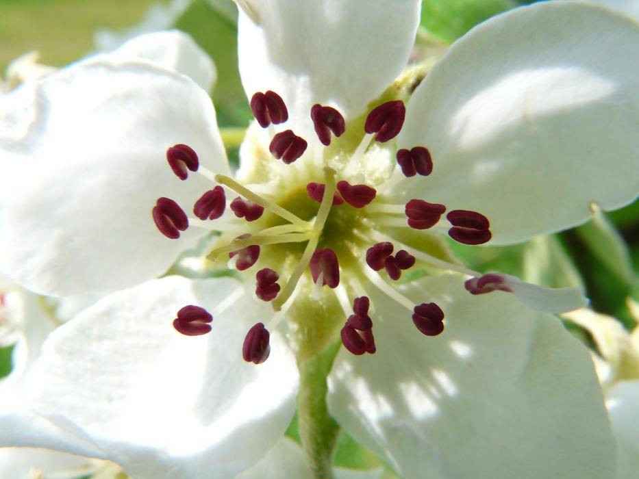 absolutely beautiful Pear Blossom Tree