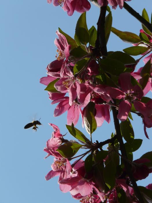 absolutely beautiful Peach Tree Blossom
