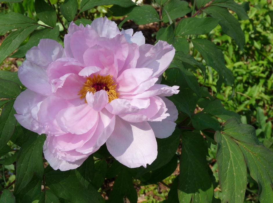 ravishing Shrubby Peony
