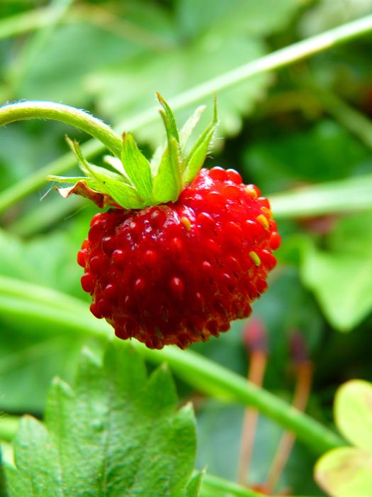 wild strawberry in the forest close up
