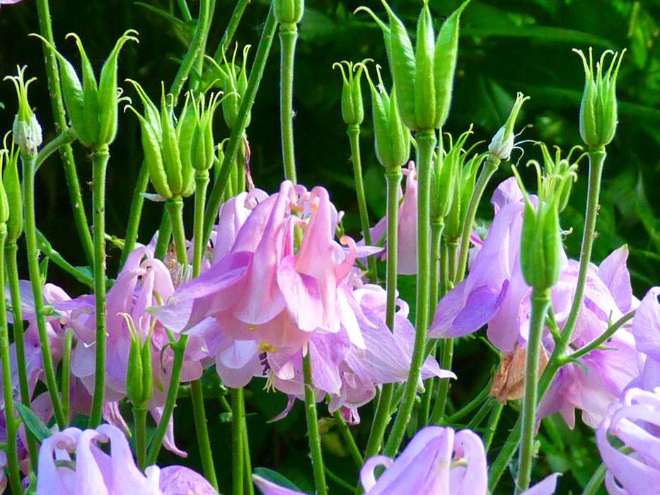 wonderful Columbine Flower