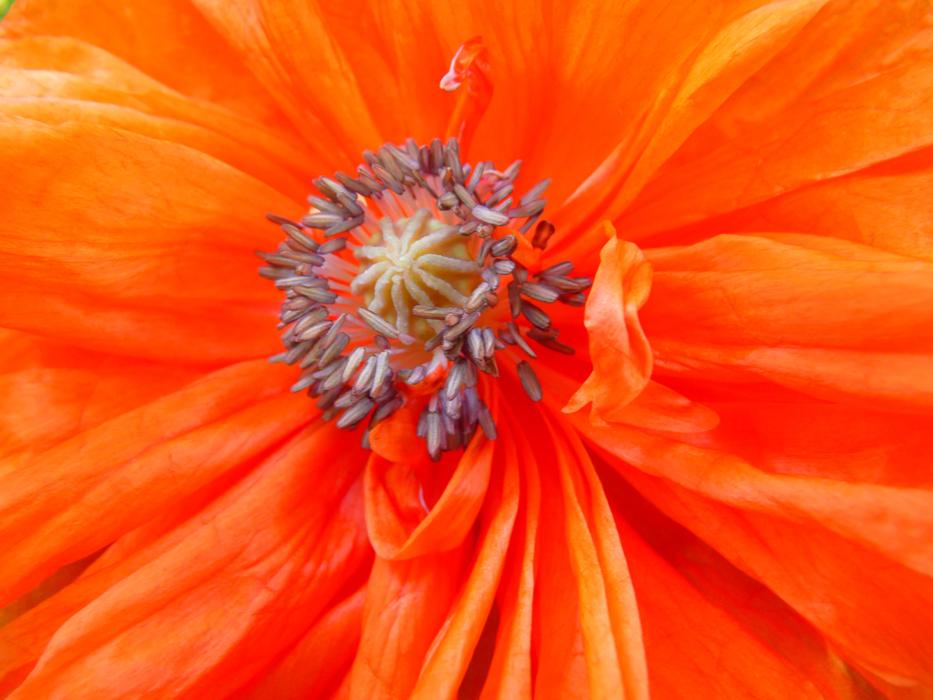 incredibly beautiful Poppy Blossom