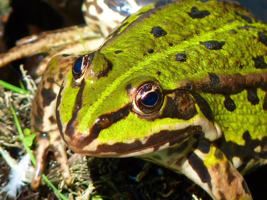 absolutely beautiful Frog Pond