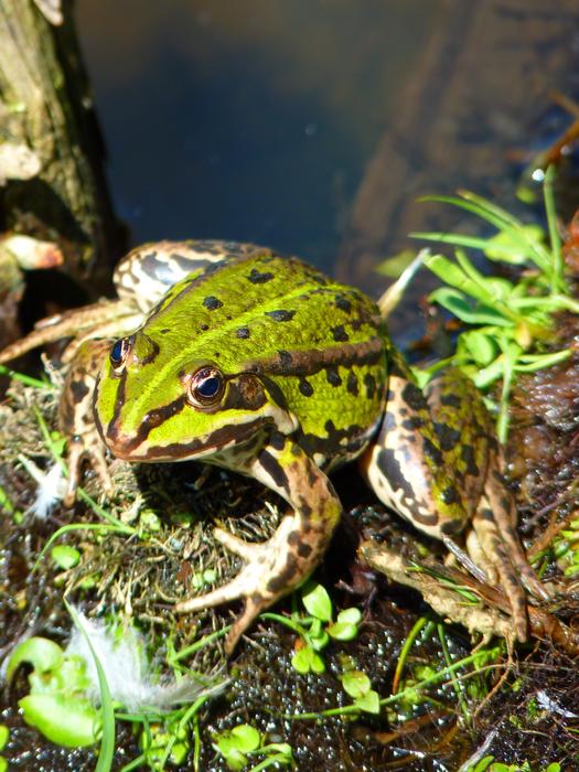 ravishing Frog Pond