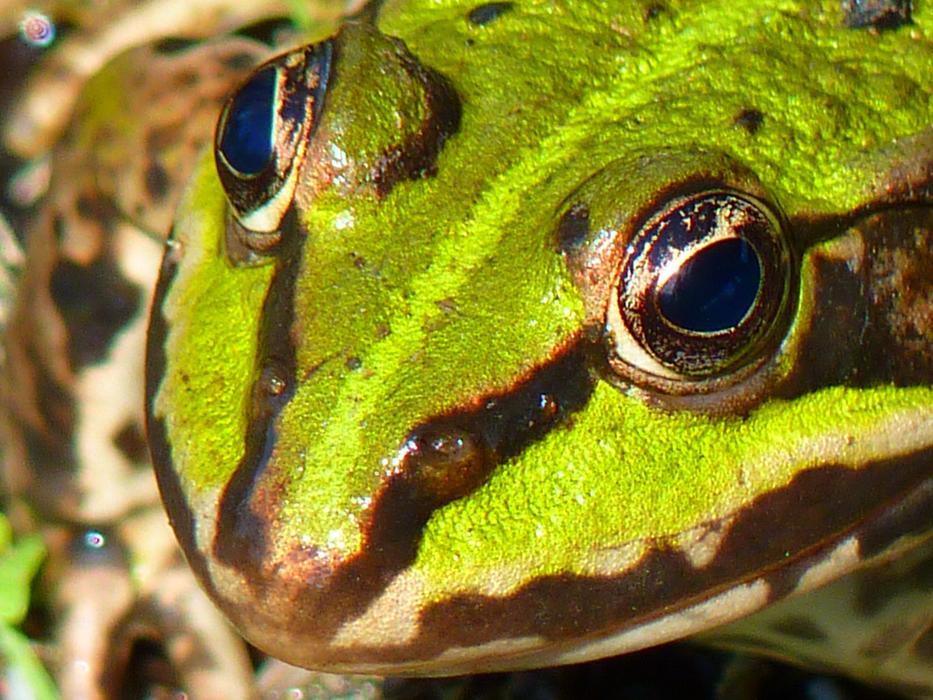 green frog with bulging eyes close up