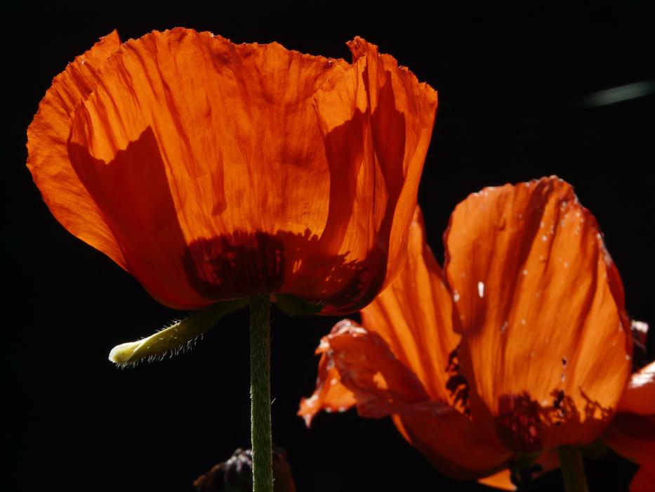 ravishing Klatschmohn Poppy