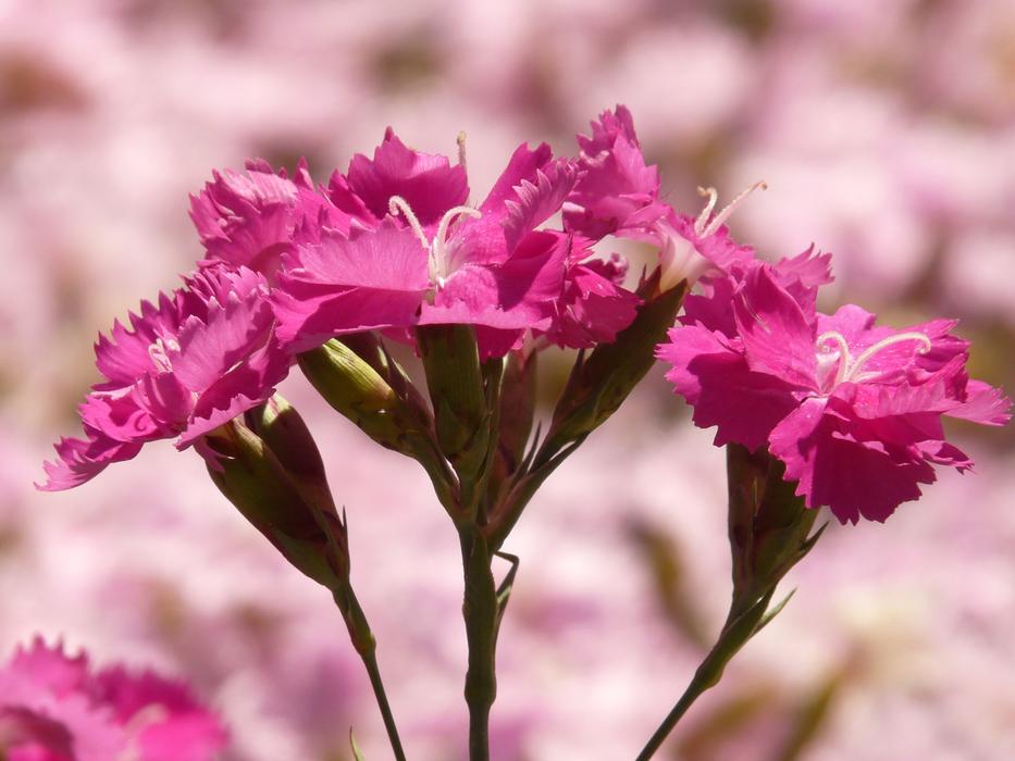 ravishing Bush Elke Carnation