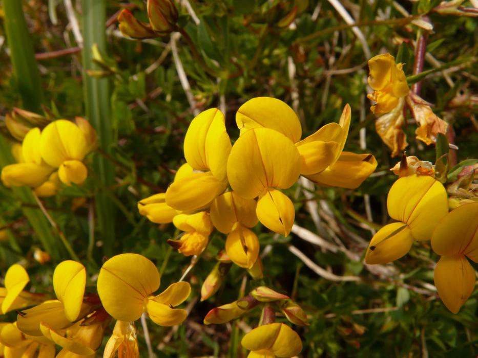 yellow Alpenhorn Clover