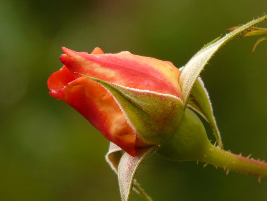 wonderful Rosebud Blossom