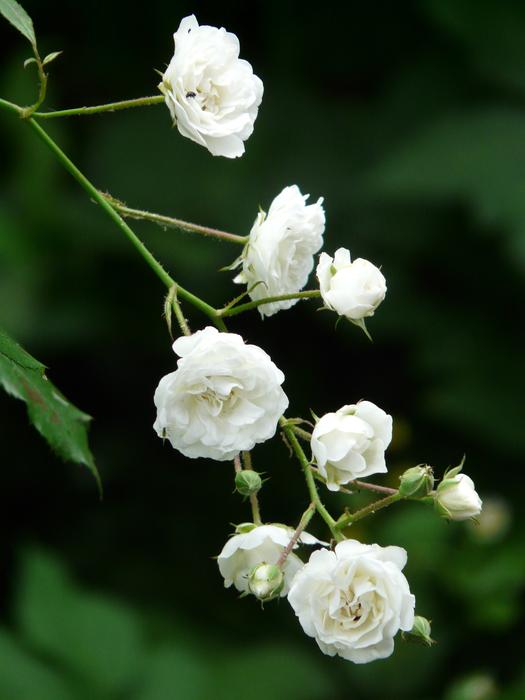 Rose White Shrub