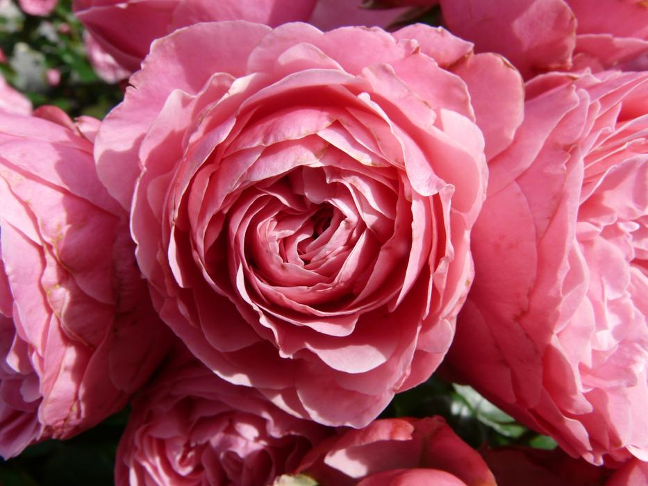 impressively beautiful Pink rose