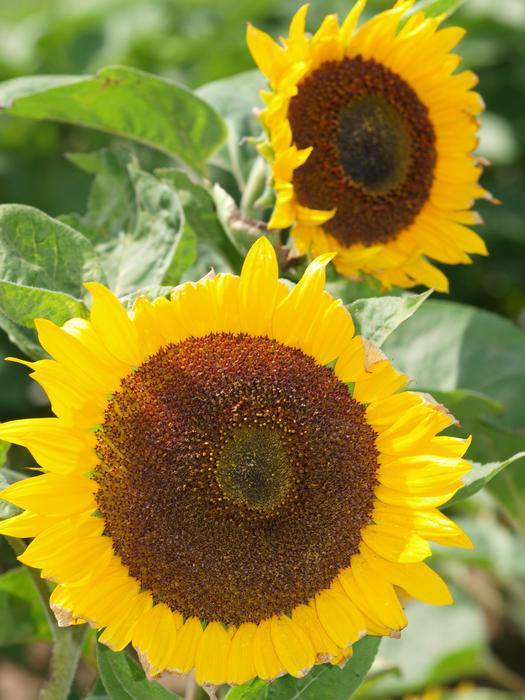 ravishing Sunflowers