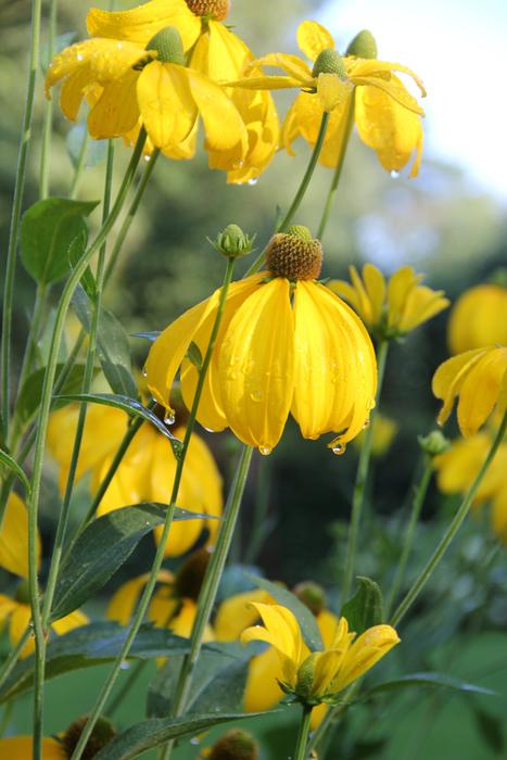 Helenium close-up on blurred background