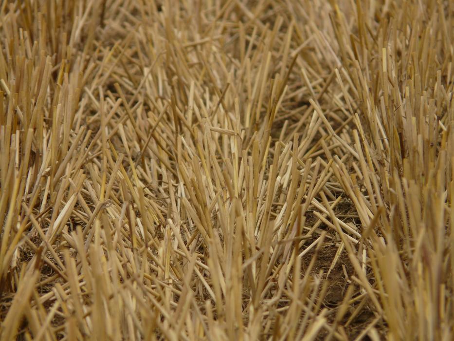 absolutely beautiful Glean Stubble Harvest