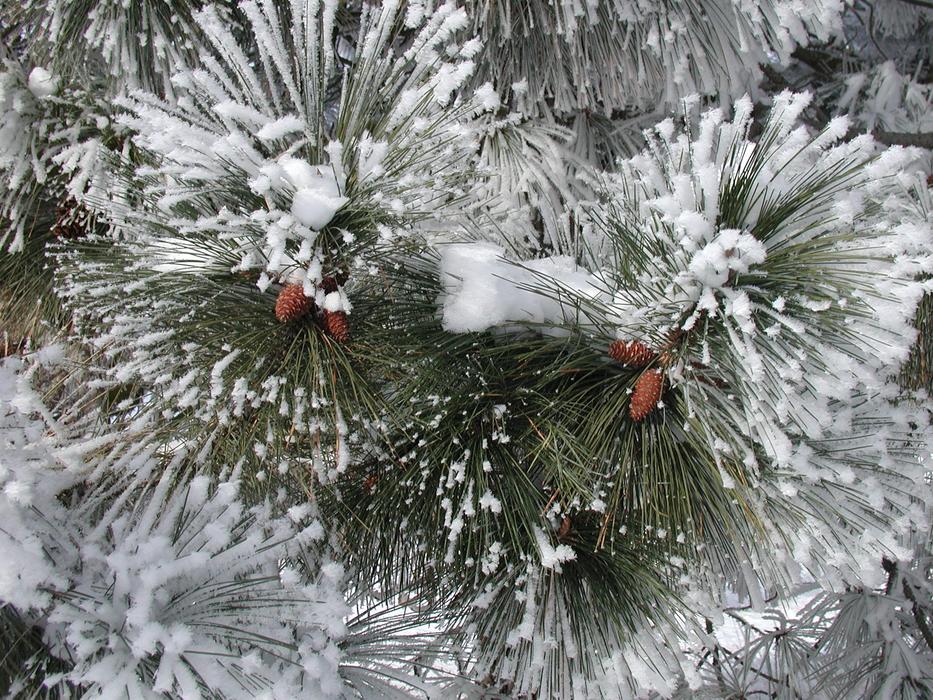 Pine Trees ice