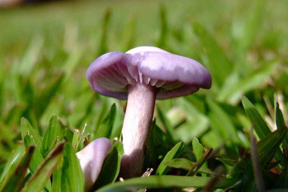 impressively beautiful Mushroom Grass