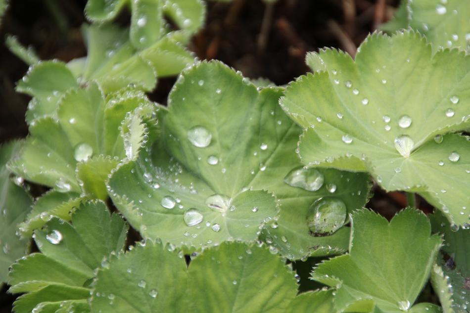absolutely beautiful Drop Of Water Leaf