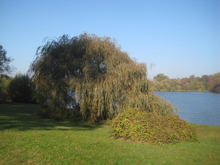 wide Tree on shore at summer