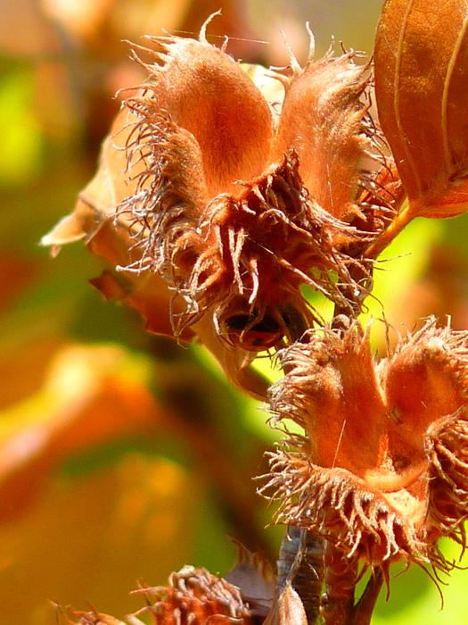 autumn beech fruits on a branch