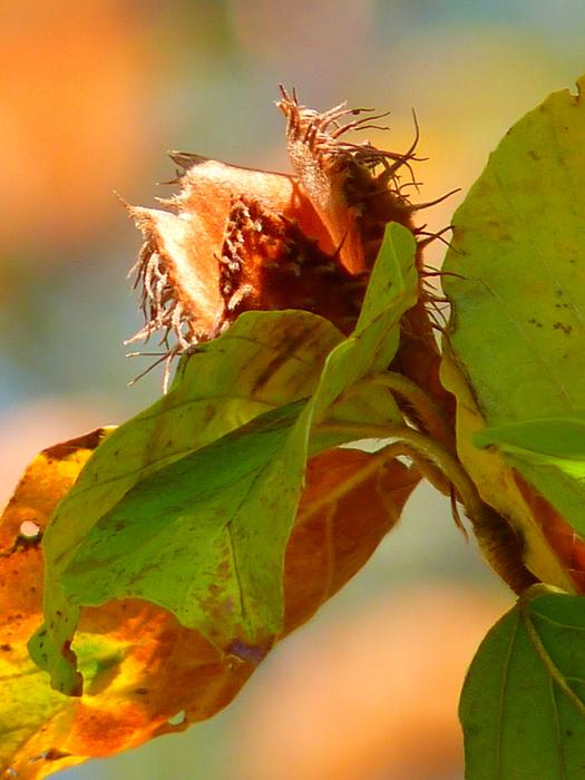 beech fruit photo
