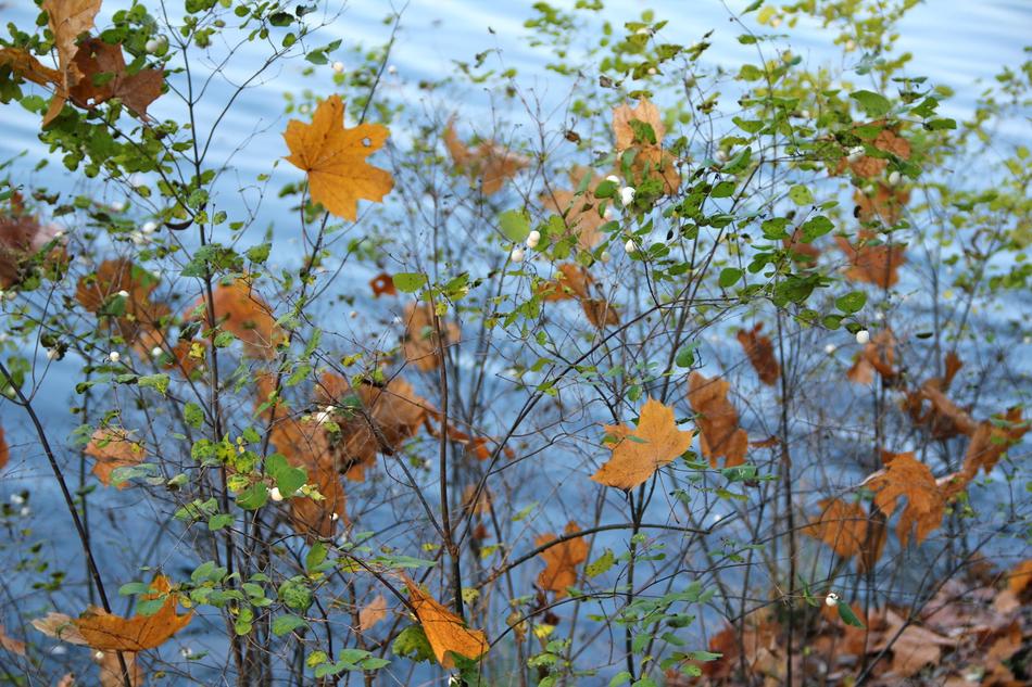 Autumn Bush Leaves yellow