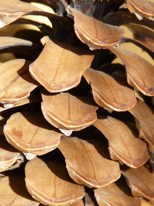 macro photo of cone flakes