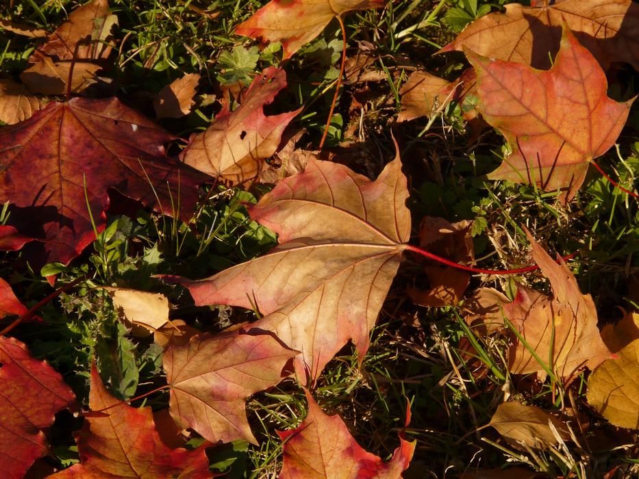 red-brown maple leaves on an autumn lawn