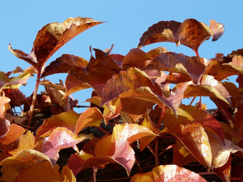 Vine Leaves orange dry