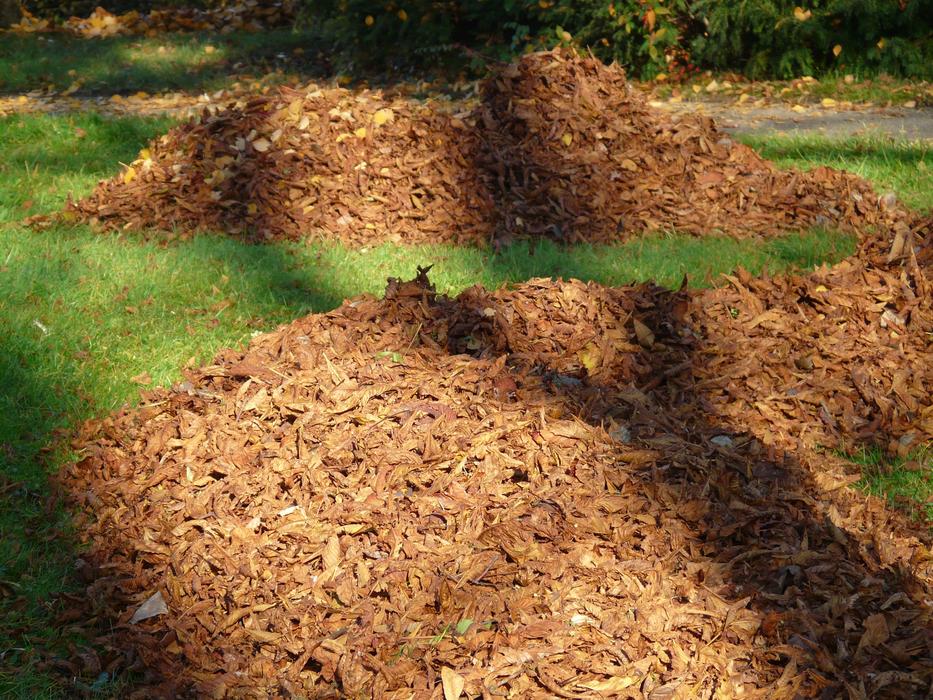 plies of old leaf