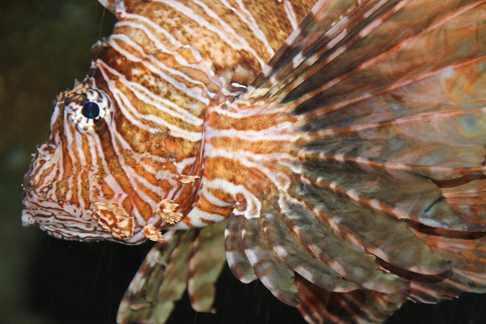 nice Fish Aqquarium