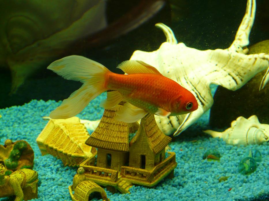 magnificent Veiltail Goldfish