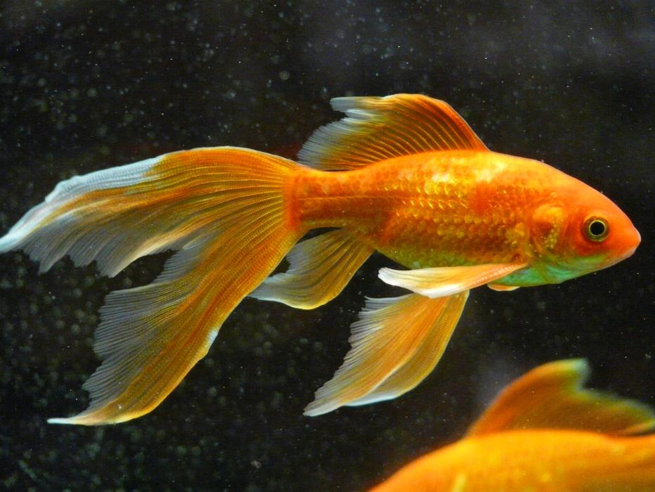 Veiltail Fish, Goldfish at dark background
