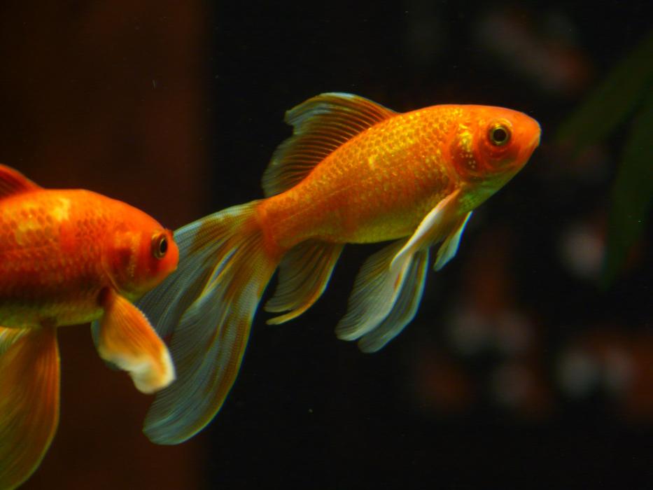 charming Goldfishes
