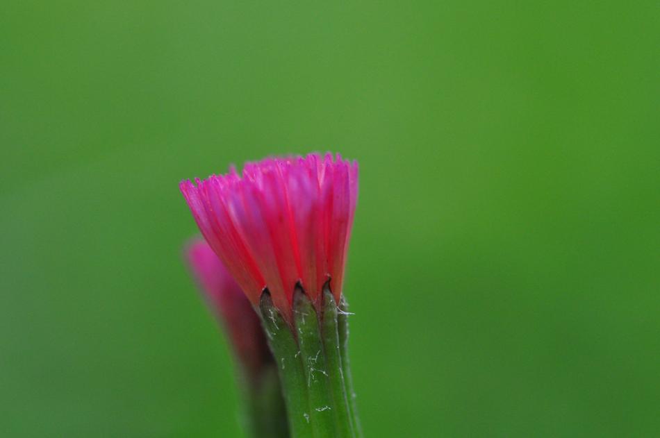 Wild Flower Honduras